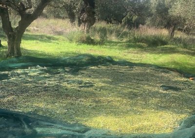 production 2 olive oil axia