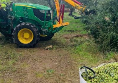 production 4 olive oil axia